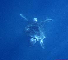 Maui Green Sea Turtle